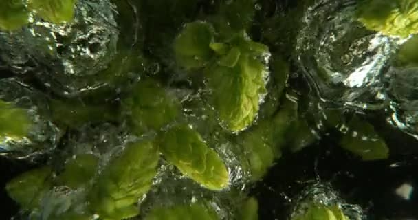 Super Slow Motion Falling Fresh Hops Cones Water Isolated Black – Stock-video