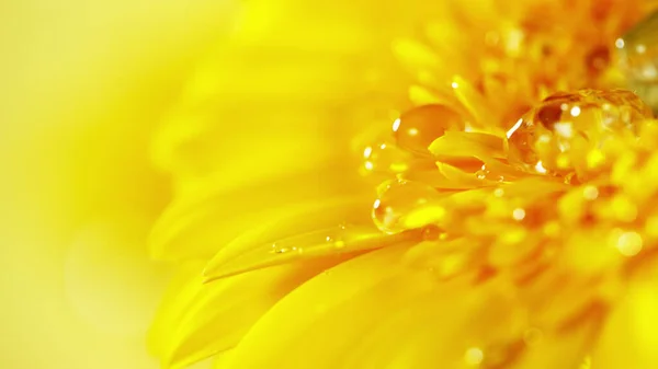 Yellow Gerbera Flower Small Drop Water Beautiful Macro Shot Smooth — Stock Photo, Image