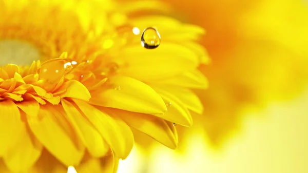 Gelbe Gerbera Mit Einem Kleinen Tropfen Wasser Schöne Makroaufnahme Mit — Stockfoto