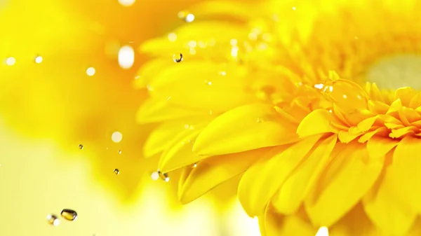 Gelbe Gerbera Mit Einem Kleinen Tropfen Wasser Schöne Makroaufnahme Mit — Stockfoto