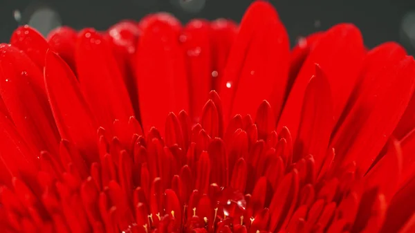 Flor Roja Gerbera Con Una Pequeña Gota Agua Hermosa Macro —  Fotos de Stock