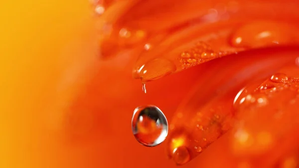 Πορτοκαλί Ζέρμπερα Λουλούδι Μια Μικρή Σταγόνα Νερό Όμορφη Μακρο Πλάνο — Φωτογραφία Αρχείου