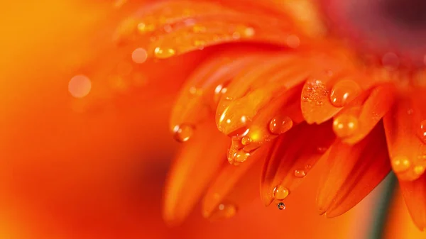 Flor Gerberas Naranja Con Una Pequeña Gota Agua Hermosa Macro —  Fotos de Stock