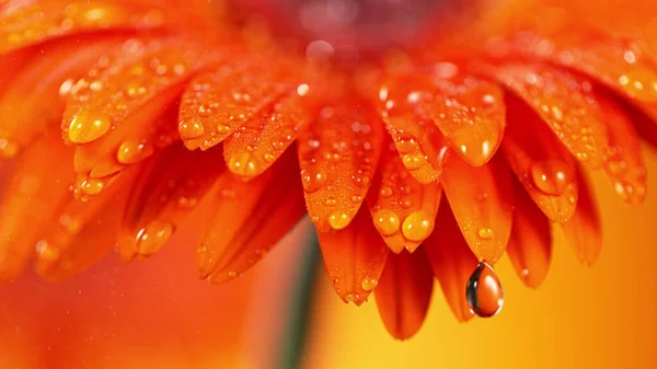 Orange gerbera flower with a small drop of water. Beautiful macro shot with smooth colored background.