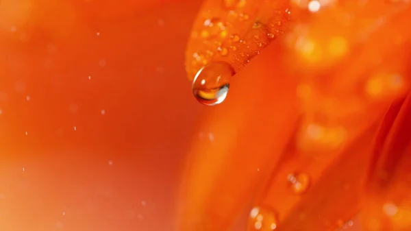 Orange Gerbera Flower Small Drop Water Beautiful Macro Shot Smooth — Stock Photo, Image