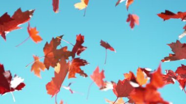 Sonbahar akçaağaç yapraklarının açık mavi gökyüzüne doğru düşmesi çok yavaş bir hareket. Yüksek hızlı sinema kamerası, 1000 fps..