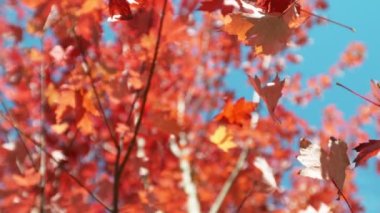 Sonbahar akçaağaç yapraklarının açık mavi gökyüzüne doğru düşmesi çok yavaş bir hareket. Yüksek hızlı sinema kamerası, 1000 fps..
