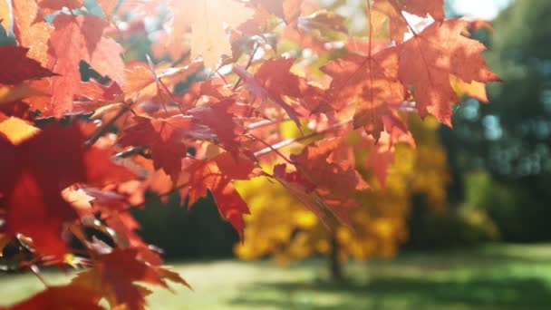 Super Langzame Beweging Van Bewegende Herfst Esdoorn Bladeren Buiten Gefilmd — Stockvideo