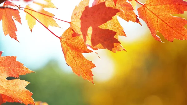 Lively Closeup Falling Autumn Leaves Vibrant Backlight Setting Sun — Stock Photo, Image