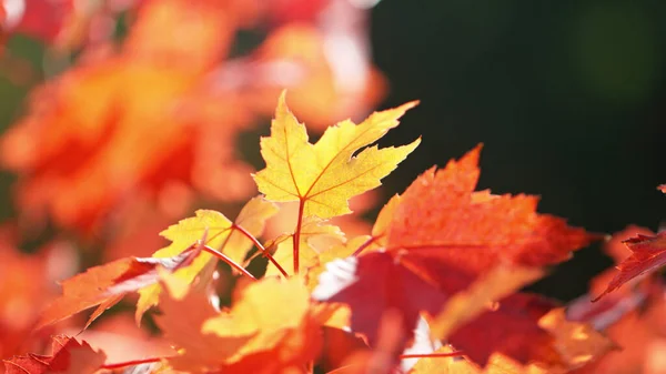 夕日からの鮮やかなバックライトで 秋の紅葉の活気のあるクローズアップ — ストック写真