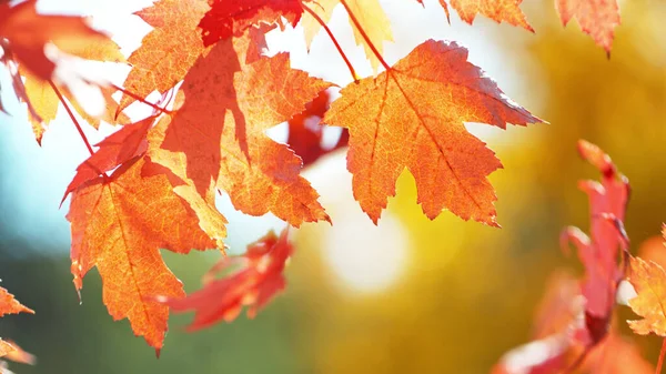 Acercamiento Animado Las Hojas Otoño Que Caen Con Luz Fondo — Foto de Stock