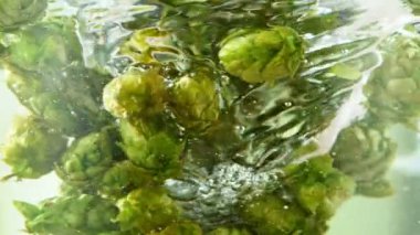 Super slow motion of rotating fresh hops cones in water. Underwater shot. Filmed on high speed cinema camera, 1000 fps.