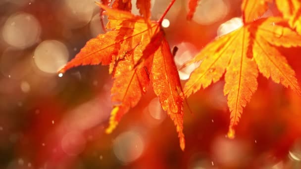 Super Zpomalení Podzimního Javorového Listí Dešti Makro Natočeno Vysokorychlostní Kameře — Stock video