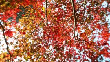 Sonbahar akçaağaç yapraklarının çok yavaş düşmesi. Nihai perspektif, yapraklar kameraya doğru düşüyor. Yüksek hızlı sinema kamerası, 1000 fps..