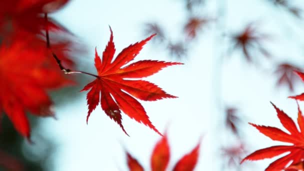 Super Zeitlupe Der Blätter Des Herbst Ahorns Gefilmt Mit High — Stockvideo