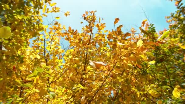 Sonbahar Kayın Yapraklarının Çok Yavaş Düşmesi Nihai Perspektif Yapraklar Kameraya — Stok video