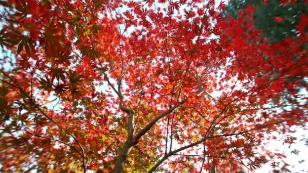 Super Zpomalený Pohyb Padajících Podzimních Javorových Listů Konečná Perspektiva Listí — Stock video