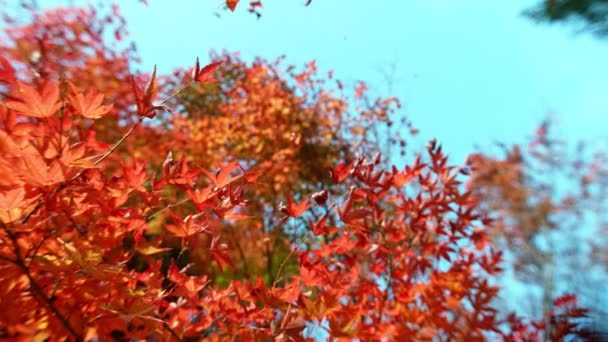 Сверхмедленное Движение Падающих Осенних Листьев Конечная Перспектива Листья Падают Камере — стоковое видео
