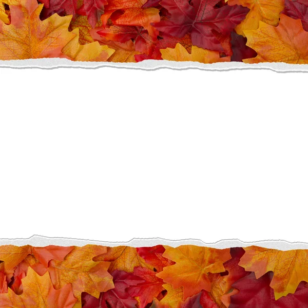 Autumn Leaves Torn Background for your message or invitation — Stock Photo, Image