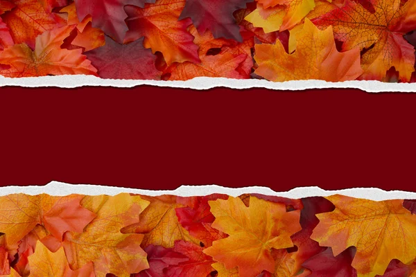 Autumn Leaves Torn Background untuk pesan atau undangan Anda — Stok Foto