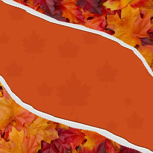 Autumn Leaves Torn Background for your message or invitation — Stock Photo, Image