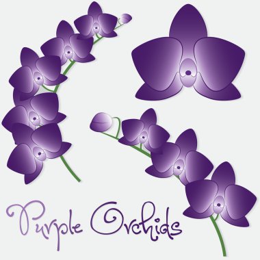 Orkide çiçek seti