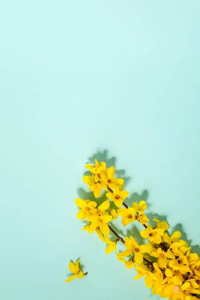 Bunga kuning segar di meja biru muda Stok Gambar