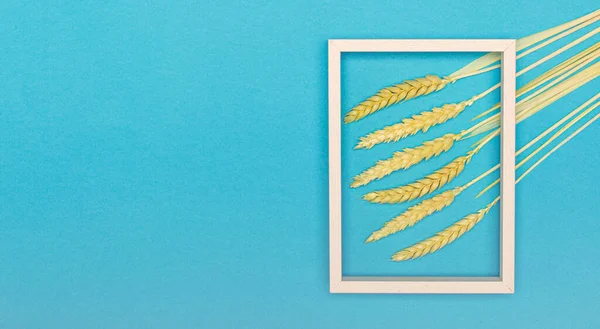 Ramo de espigas de trigo en azul pastel en posición plana —  Fotos de Stock