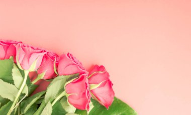 Pembe arka planda kırmızı gül