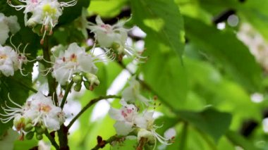 At kestanesi ağacının beyaz çiçekleriyle enfeksiyon.
