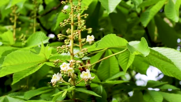 Infiorescenza con fiori bianchi del ippocastano — Video Stock