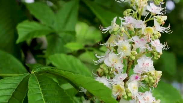 Infloreszcencia a fehér virágok a ló gesztenye fa — Stock videók
