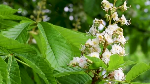 Inflorescencia con flores blancas del castaño de Indias — Vídeos de Stock