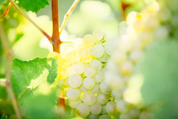 Uve Bianche Appese Cespuglio Una Bella Giornata Sole Concetto Raccolta — Foto Stock