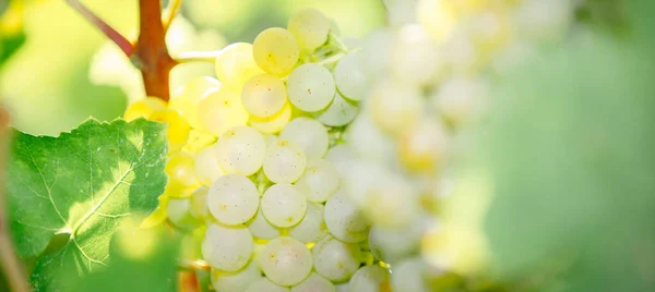 Ripe White Bunches Selective Focus Grape Production Wine Franciacorta Italy — 스톡 사진