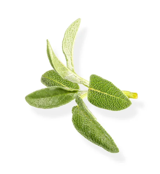 Fresh Twigs Sage White Background Clipping Path Full Depth Field — Stok Foto
