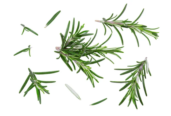 Collection Herbs Different Leaves Twigs Rosemary Isolated White Clipping Path —  Fotos de Stock