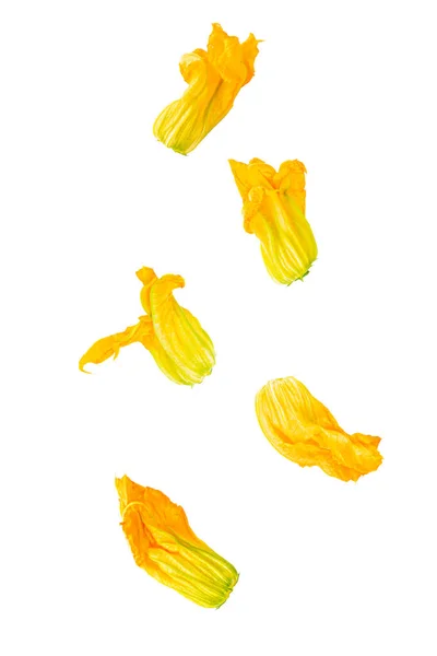 Enskilda Flygande Grönsaker Fem Zucchini Blommor Faller Vit Bakgrund Med — Stockfoto