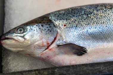 Süpermarkette buzda yatan taze somon balığı.