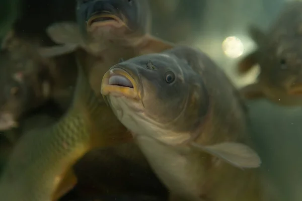 Carpas vivas nadando en el acuario en el supermercado — Foto de Stock