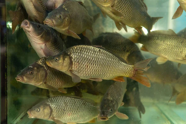 Süpermarketteki akvaryumda yüzen canlı sazanlar