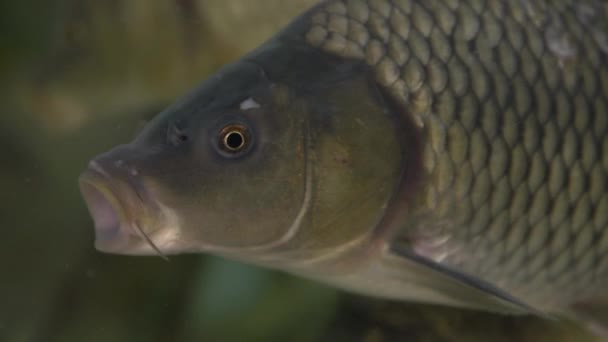 Carpas vivas nadando en el acuario en el supermercado — Vídeo de stock