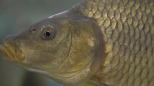 Carpes vivantes nageant dans l'aquarium au supermarché — Video