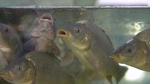 Carpe vive che nuotano in acquario al supermercato — Video Stock