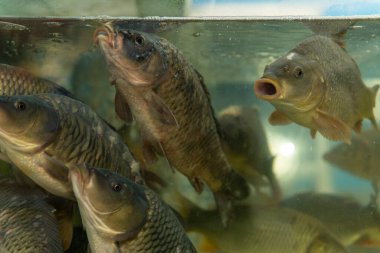 Süpermarketteki akvaryumda yüzen canlı sazanlar