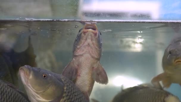 Carpes vivantes nageant dans l'aquarium au supermarché — Video
