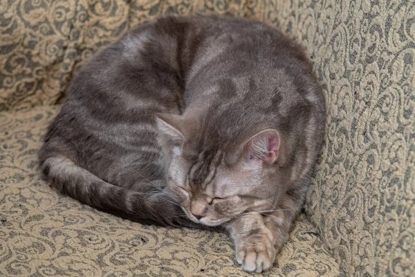 Gato Raça Escocesa Pura Encontra Sofá Uma Pose Relaxada — Fotografia de Stock