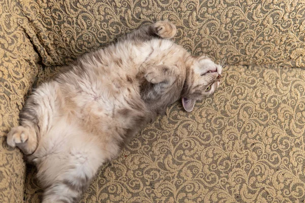 A purebred Scottish breed cat lies on a sofa in a relaxed pose — Stock Photo, Image