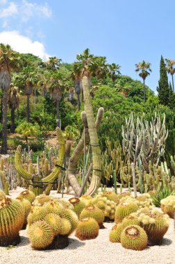 kaktüs garden