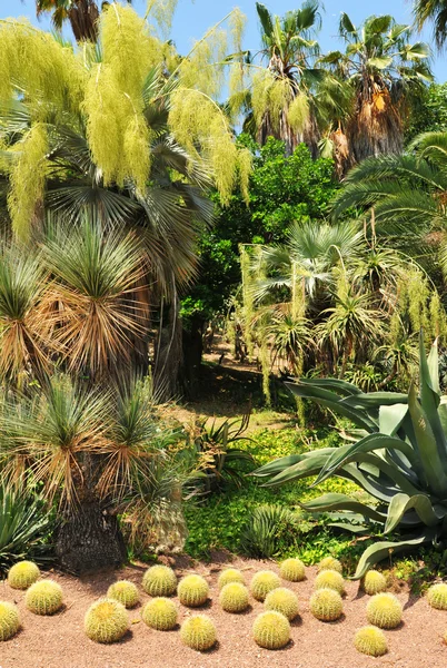 Сад Кактуса — стоковое фото